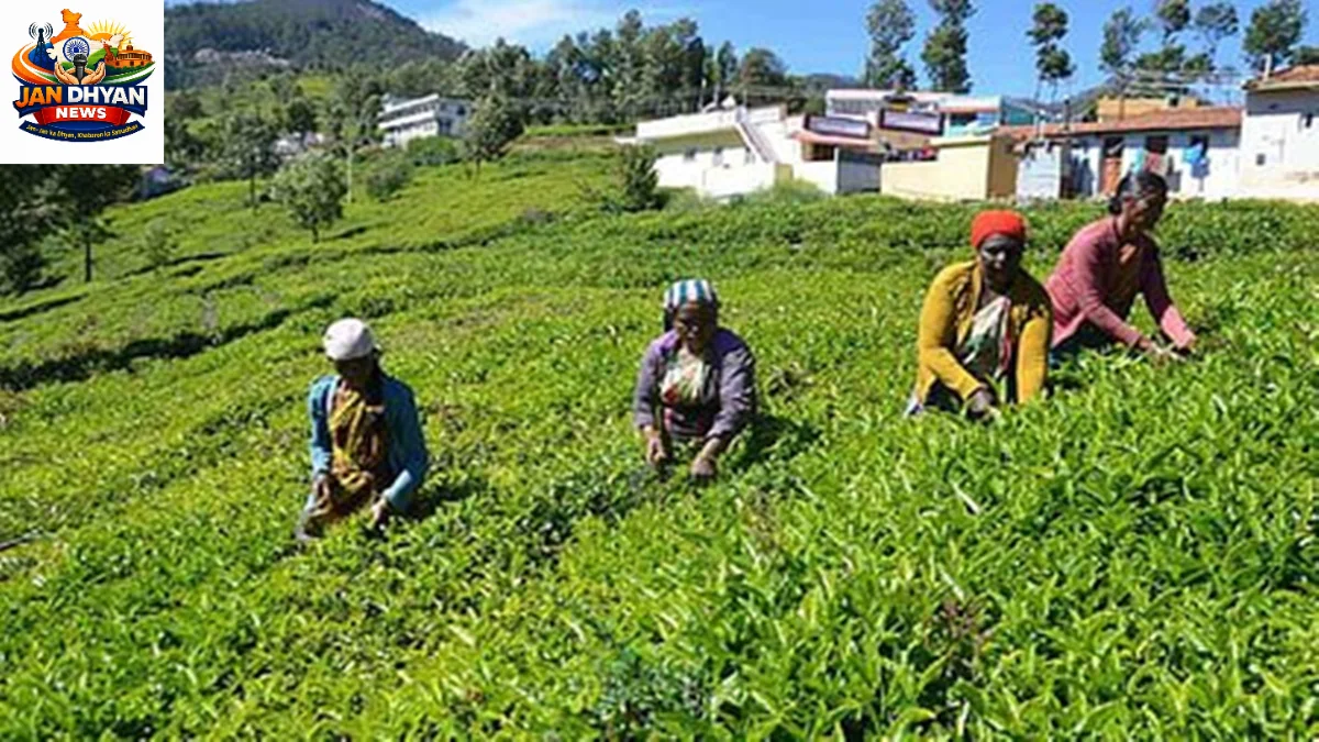 नीलगिरी में चाय उत्पादन पर मानसून की मार, हरी पत्तियों की पैदावार में भारी गिरावट