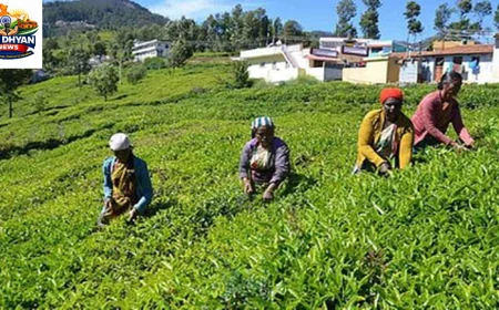 नीलगिरी में चाय उत्पादन पर मानसून की मार, हरी पत्तियों की पैदावार में भारी गिरावट
