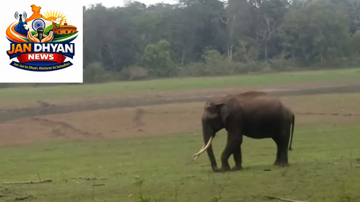 Kerala Elephant Deaths: हाथियों की मौतों पर CBI जांच की मांग, आंकड़ों ने बढ़ाई चिंता