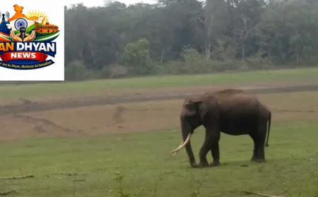 Kerala Elephant Deaths: हाथियों की मौतों पर CBI जांच की मांग, आंकड़ों ने बढ़ाई चिंता